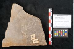 Foto (Objekt + Etikett) von Neuropteris auriculata Brongniart (NHMW-GEO-2024-0188-10669)